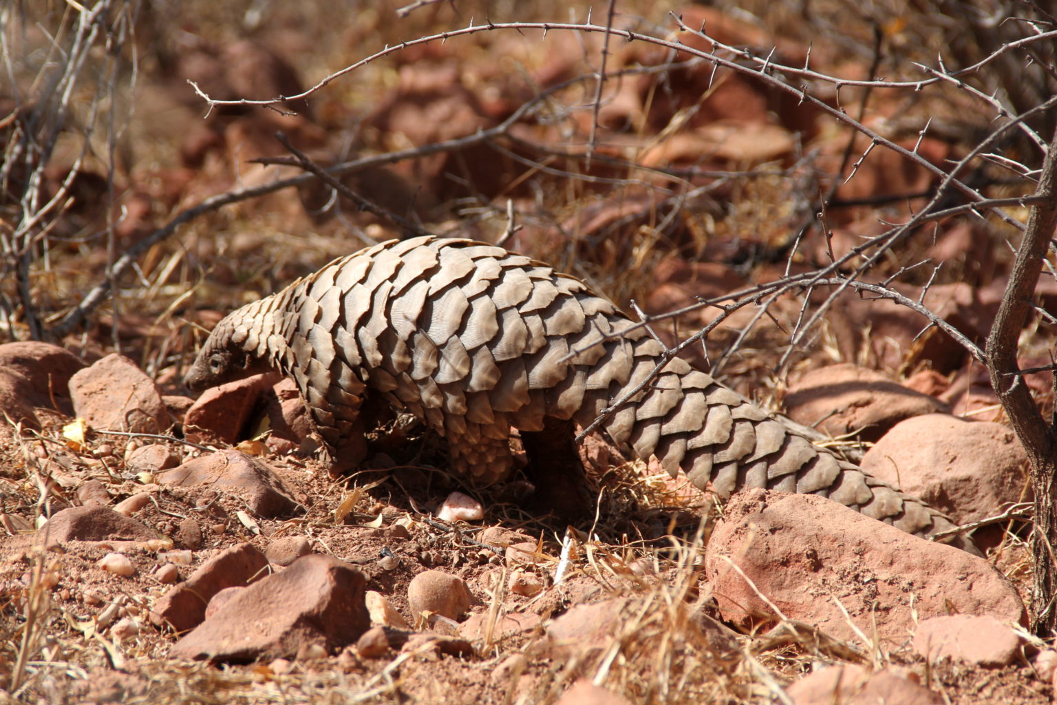 Temminck’s pangolin (Smutsia temminckii)