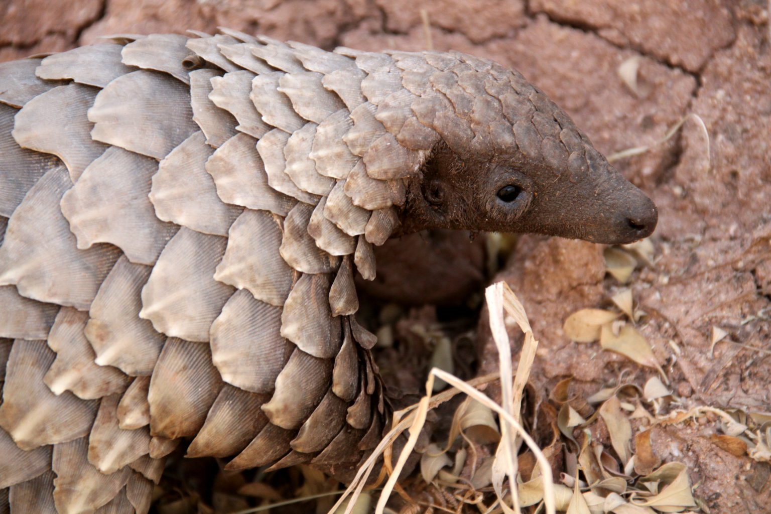 Temminck’s pangolin (Smutsia temminckii)