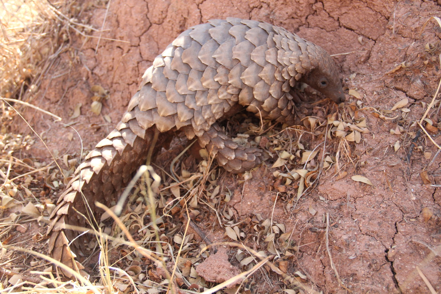 Temminck’s pangolin (Smutsia temminckii)