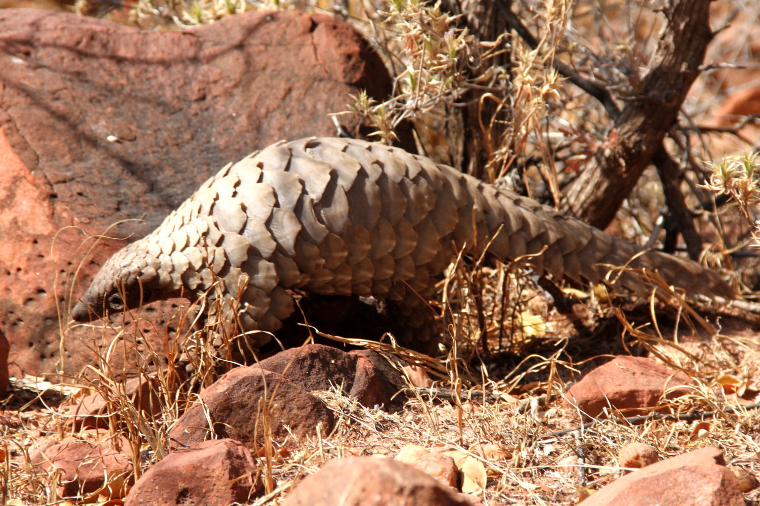 Temminck’s pangolin (Smutsia temminckii)