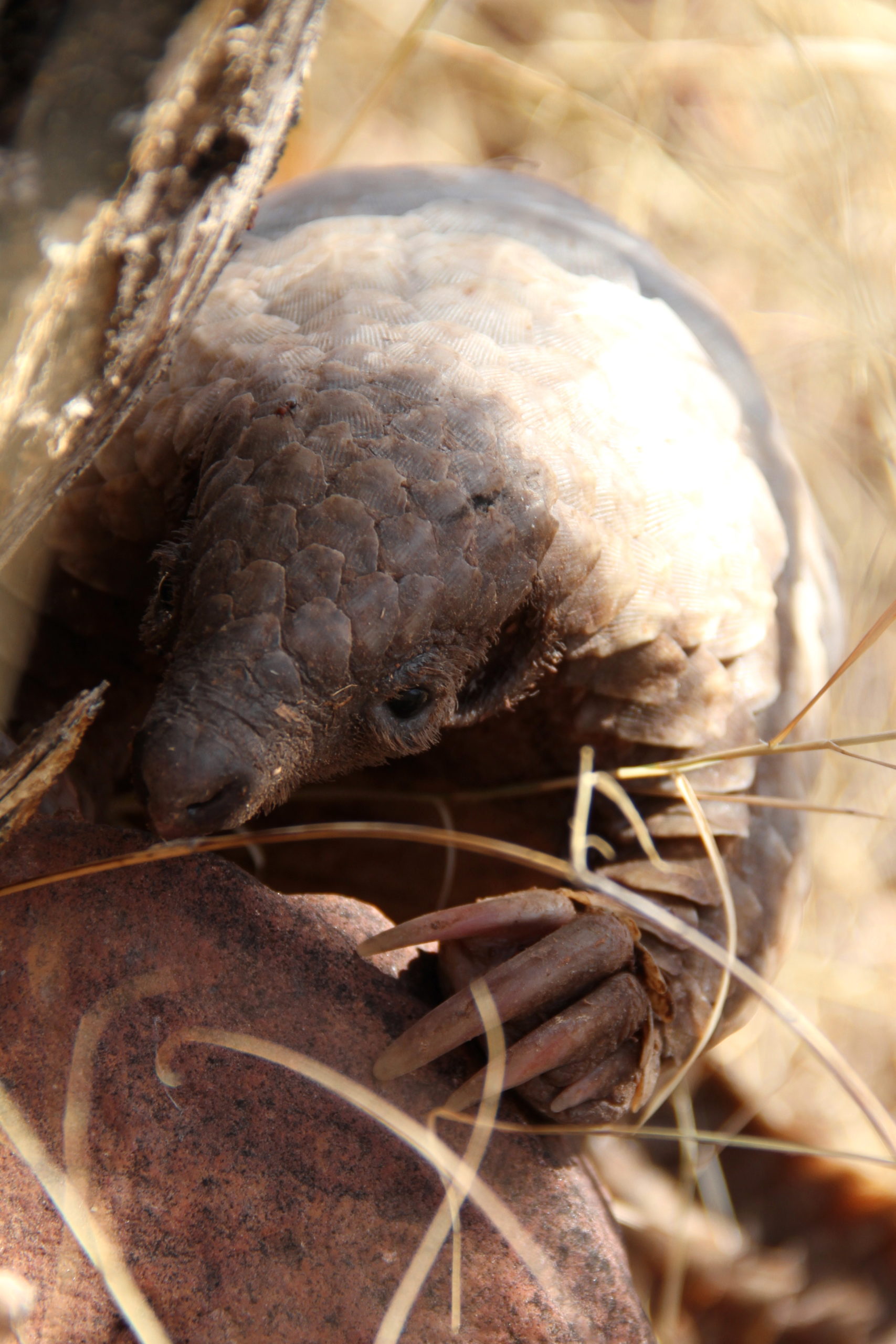 Temminck’s pangolin (Smutsia temminckii)