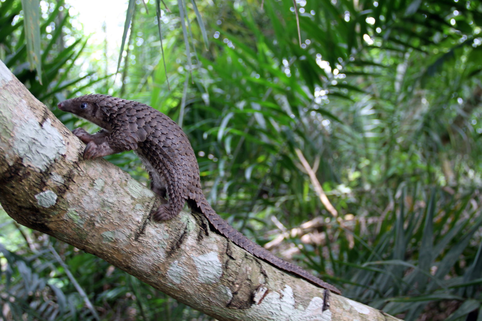 White-bellied pangolin (Phataginus tricuspis)