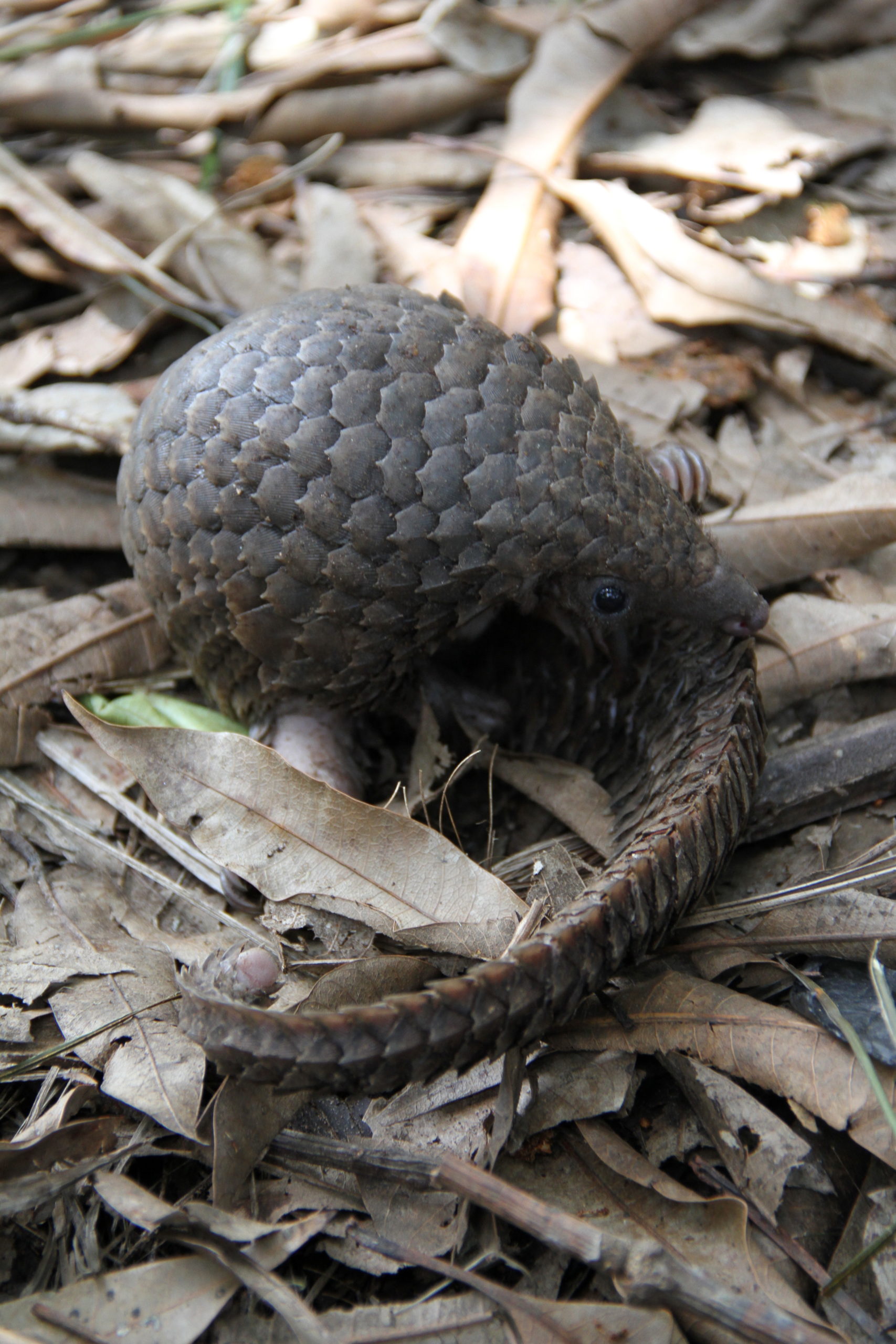 White-bellied pangolin (Phataginus tricuspis)