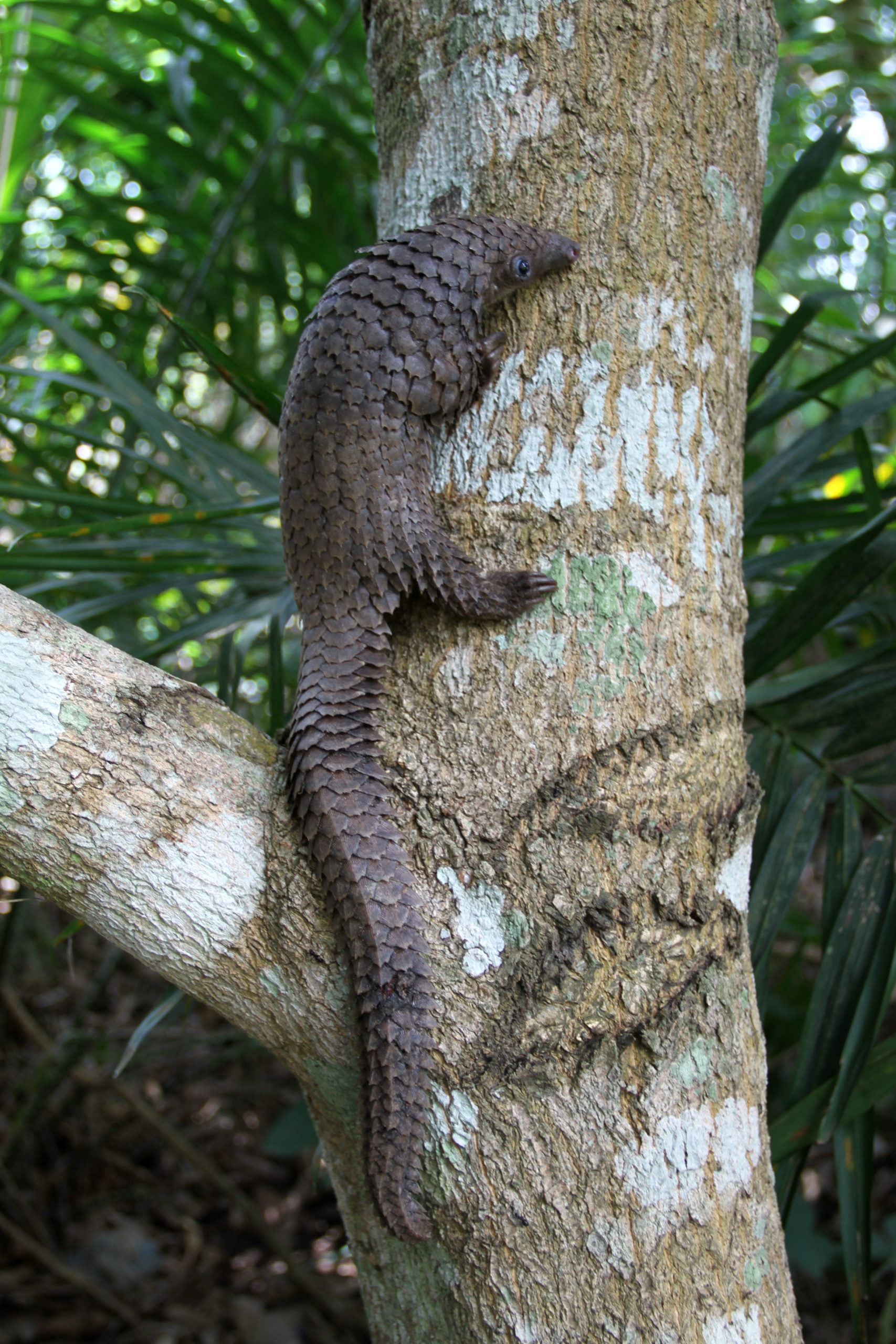 White-bellied pangolin (Phataginus tricuspis)