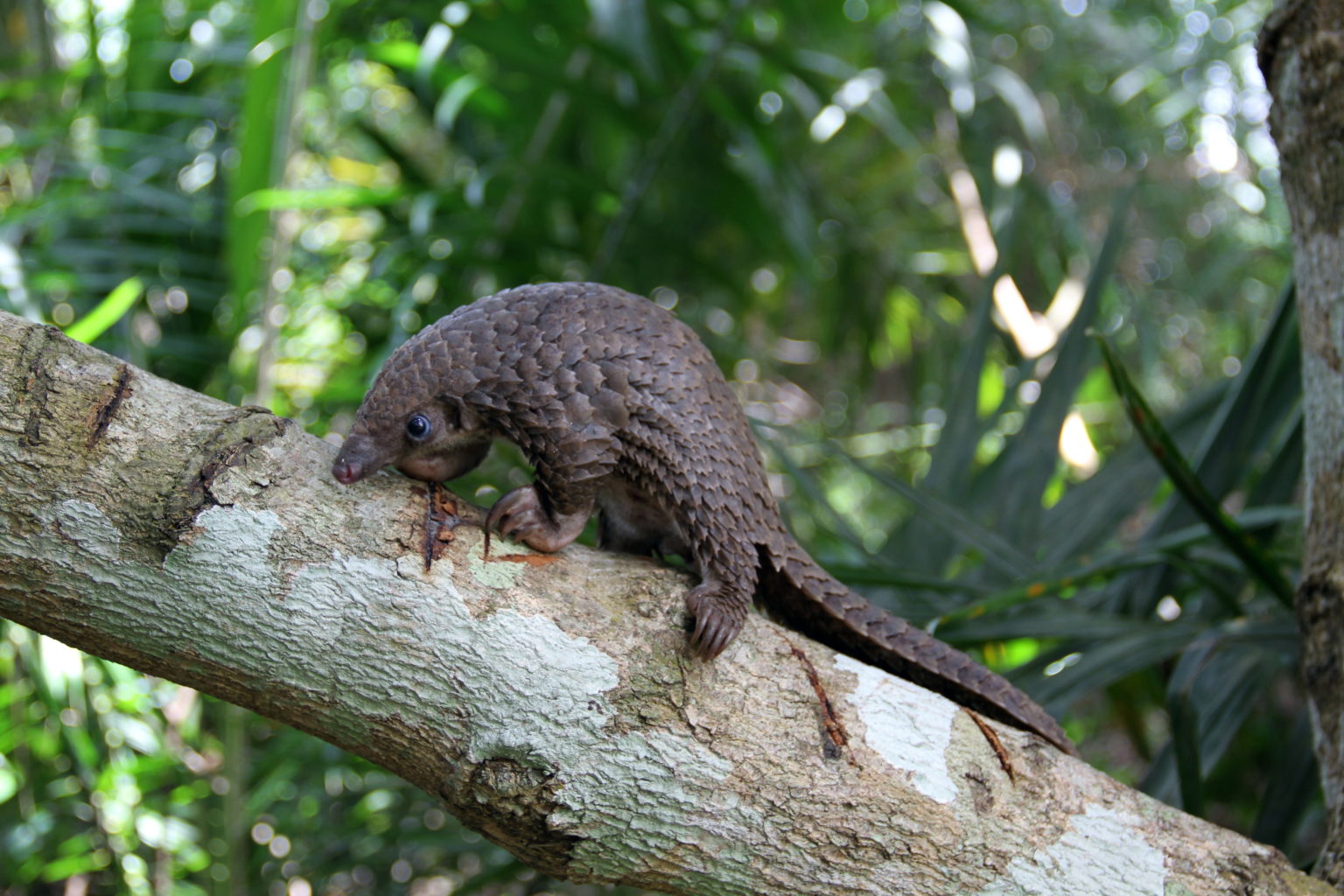 White-bellied pangolin (Phataginus tricuspis)