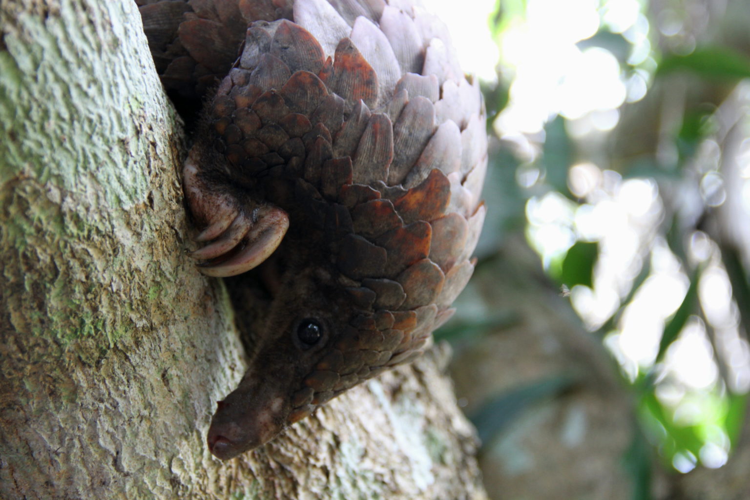 White-bellied pangolin (Phataginus tricuspis)