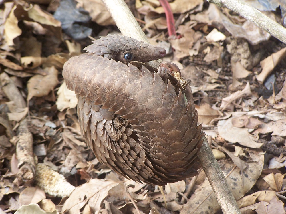 White-bellied pangolin (Phataginus tricuspis)