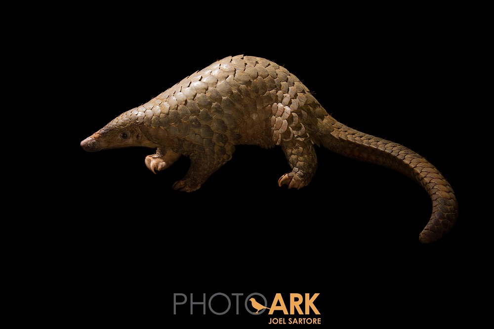 Sunda pangolin (Manis javanica)