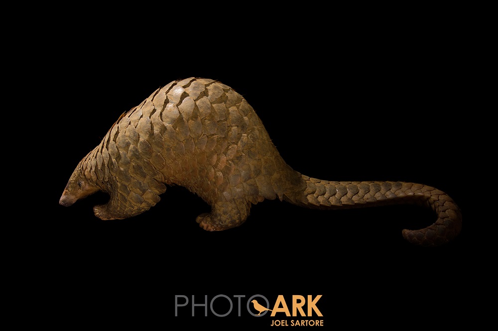 Sunda pangolin (Manis javanica)