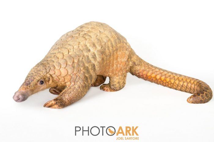 Pangolin work in Sabah, Malaysia