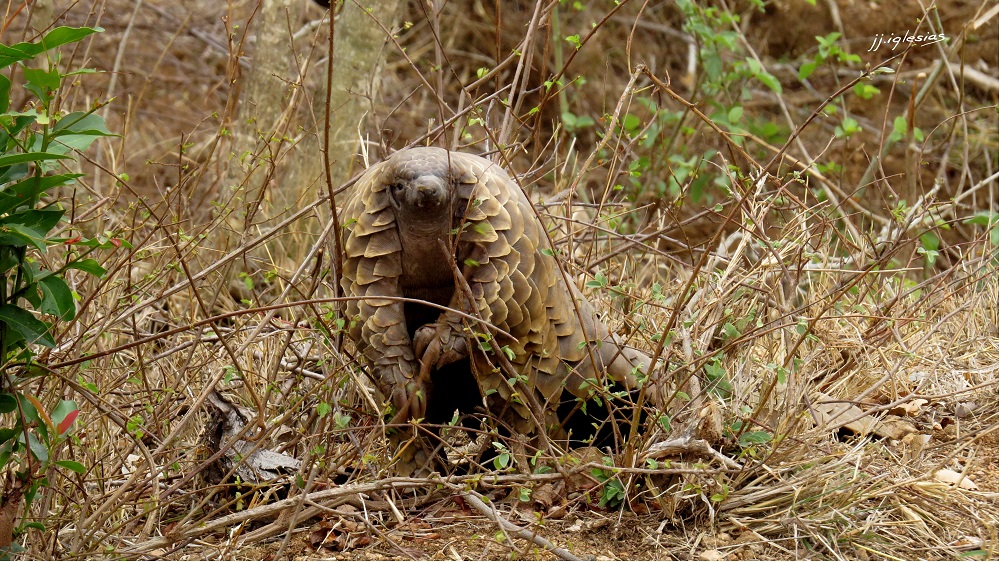 Temminck’s pangolin (Smutsia temminckii)