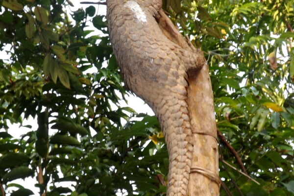 © Katala Foundation Inc.