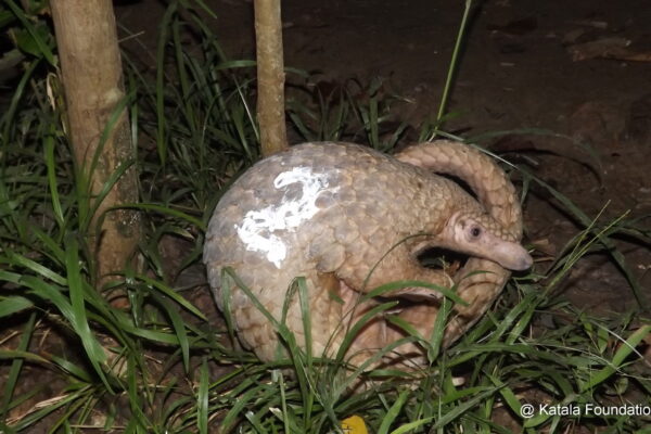 © Katala Foundation Inc.