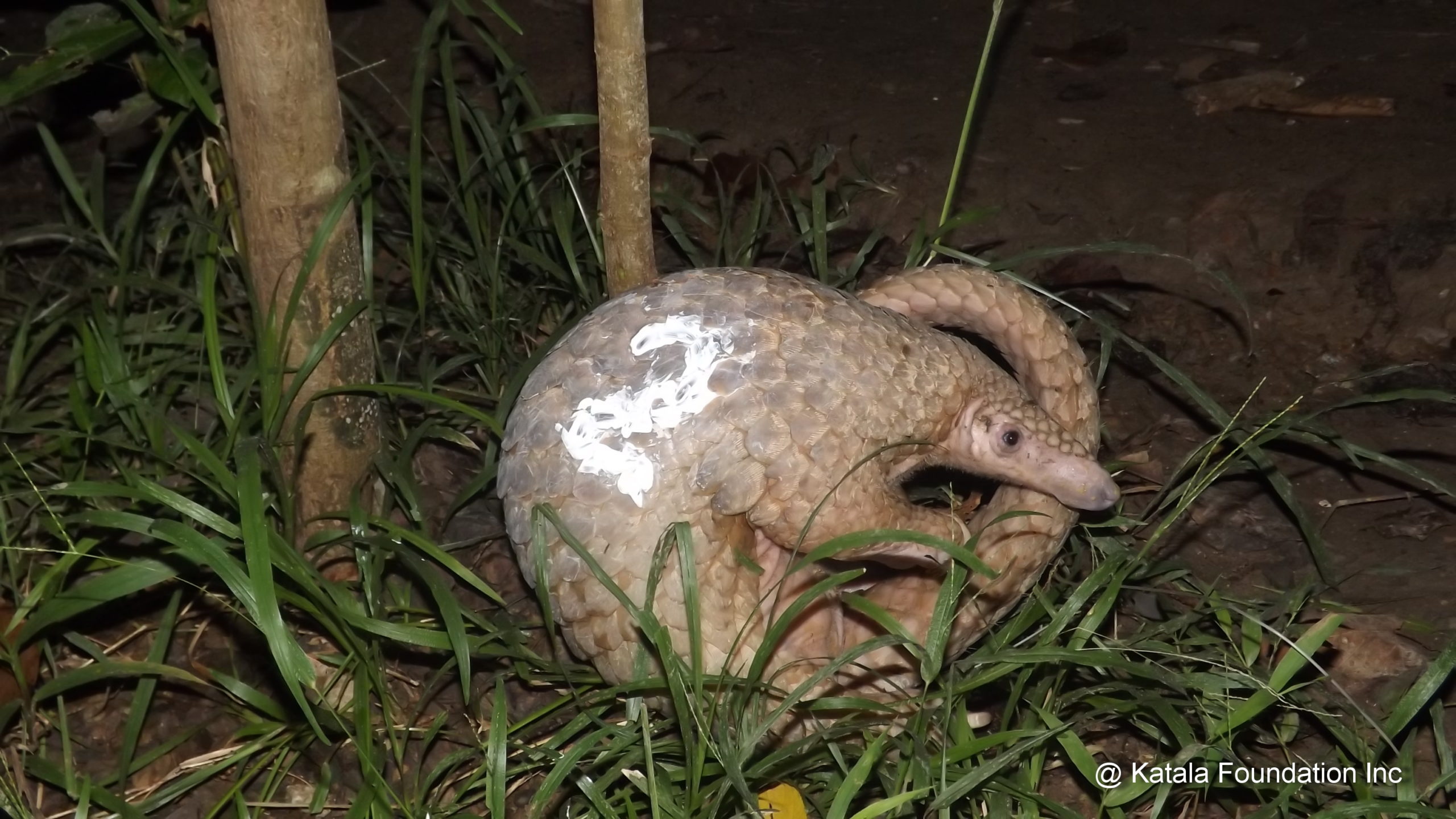 Philippine pangolin (Manis culionensis)