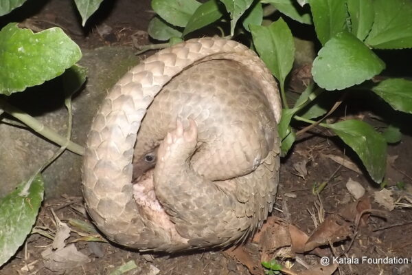 © Katala Foundation Inc.