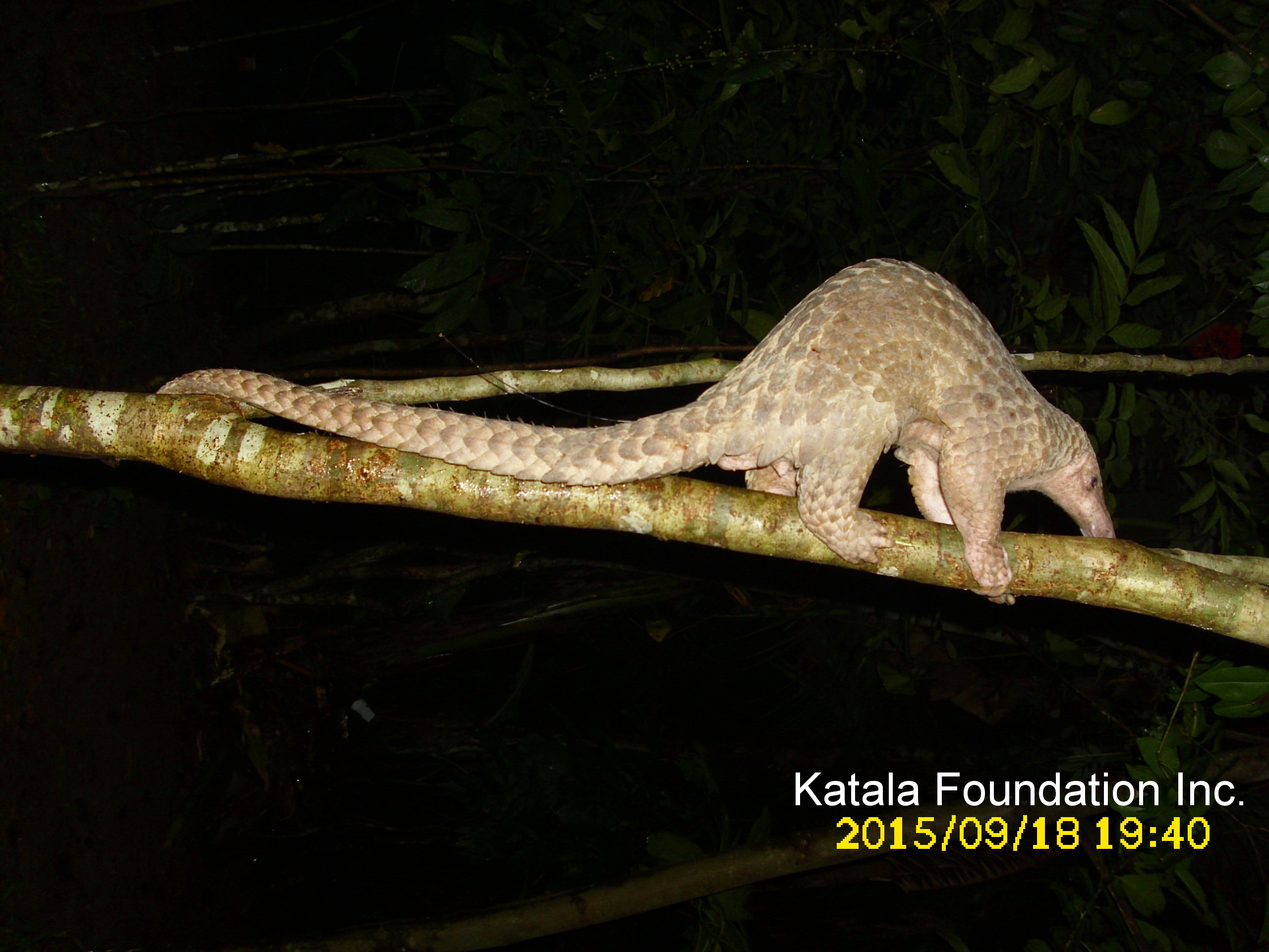 Philippine pangolin (Manis culionensis)