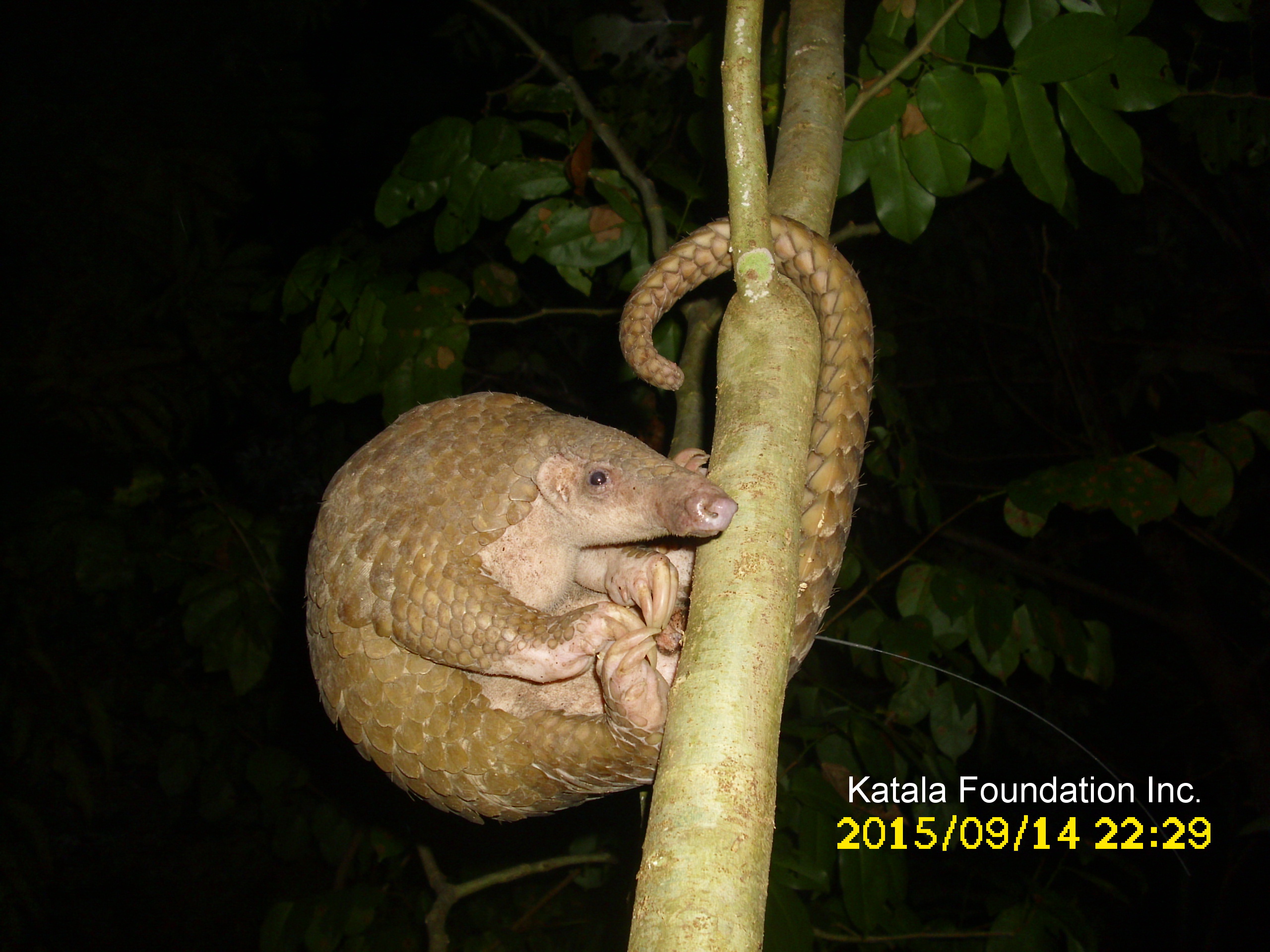 Philippine pangolin (Manis culionensis)