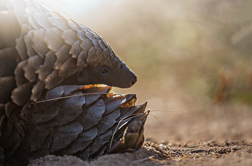 Temminck’s pangolin (Smutsia temminckii)