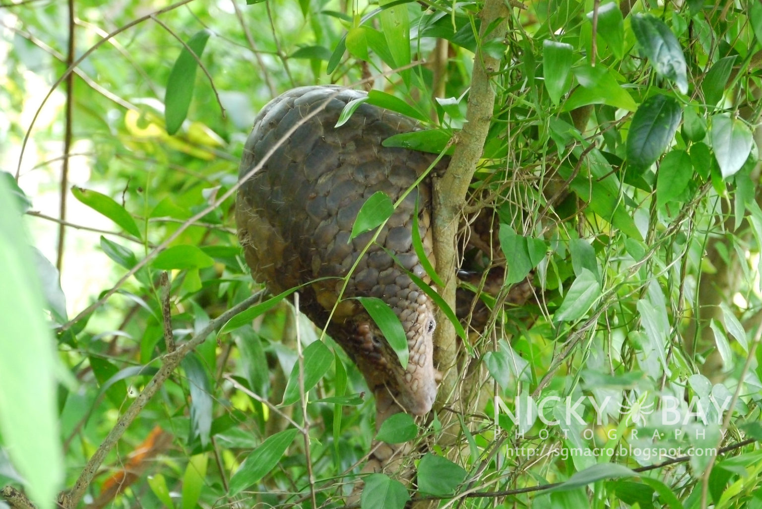 Sunda pangolin (Manis javanica)