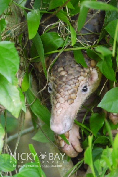 Sunda pangolin (Manis javanica)