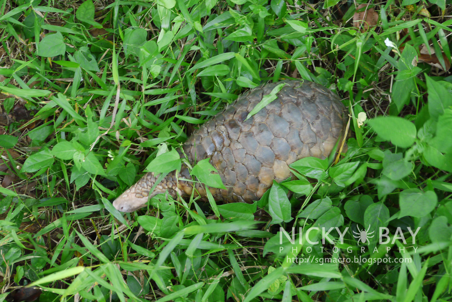 Sunda pangolin (Manis javanica)