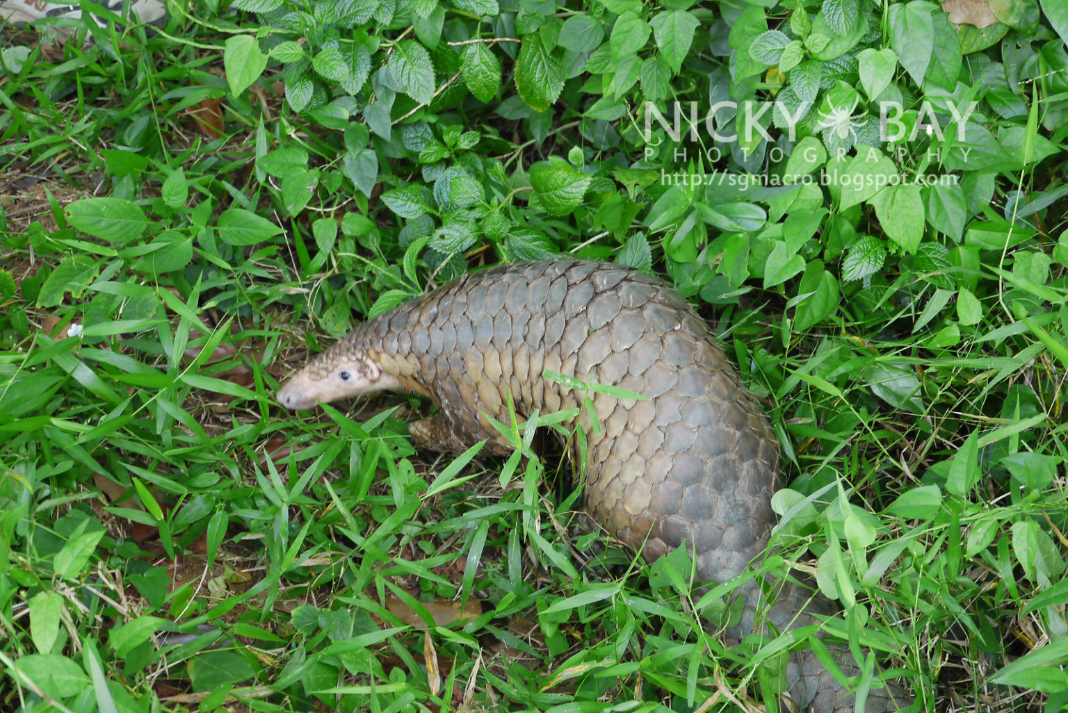 Sunda pangolin (Manis javanica)