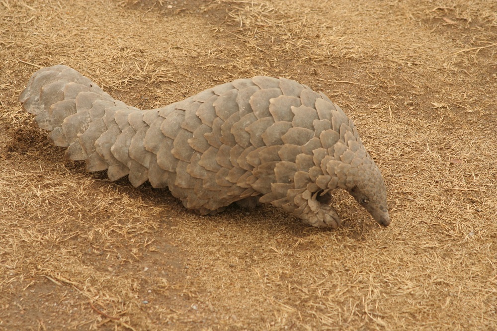 Temminck’s pangolin (Smutsia temminckii)