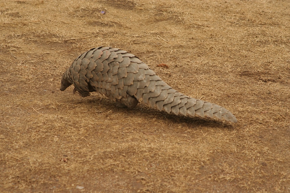 Temminck’s pangolin (Smutsia temminckii)