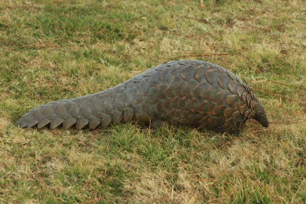 © Pangolin Research Mundulea