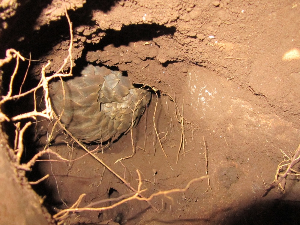 Temminck’s pangolin (Smutsia temminckii)