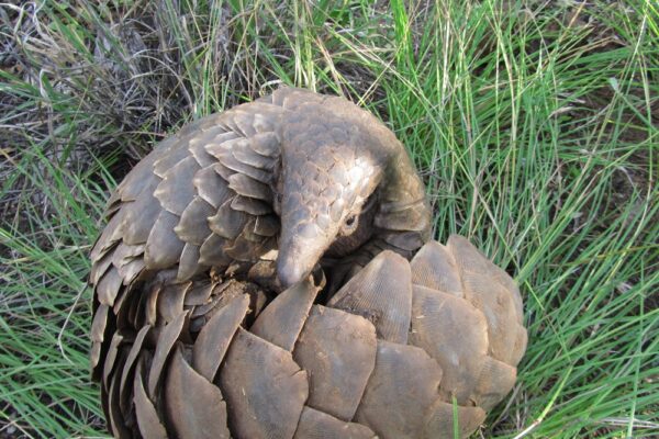 © Pangolin Research Mundulea