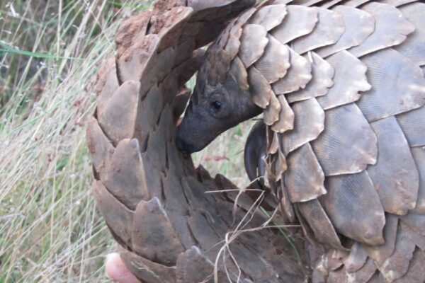 © Pangolin Research Mundulea