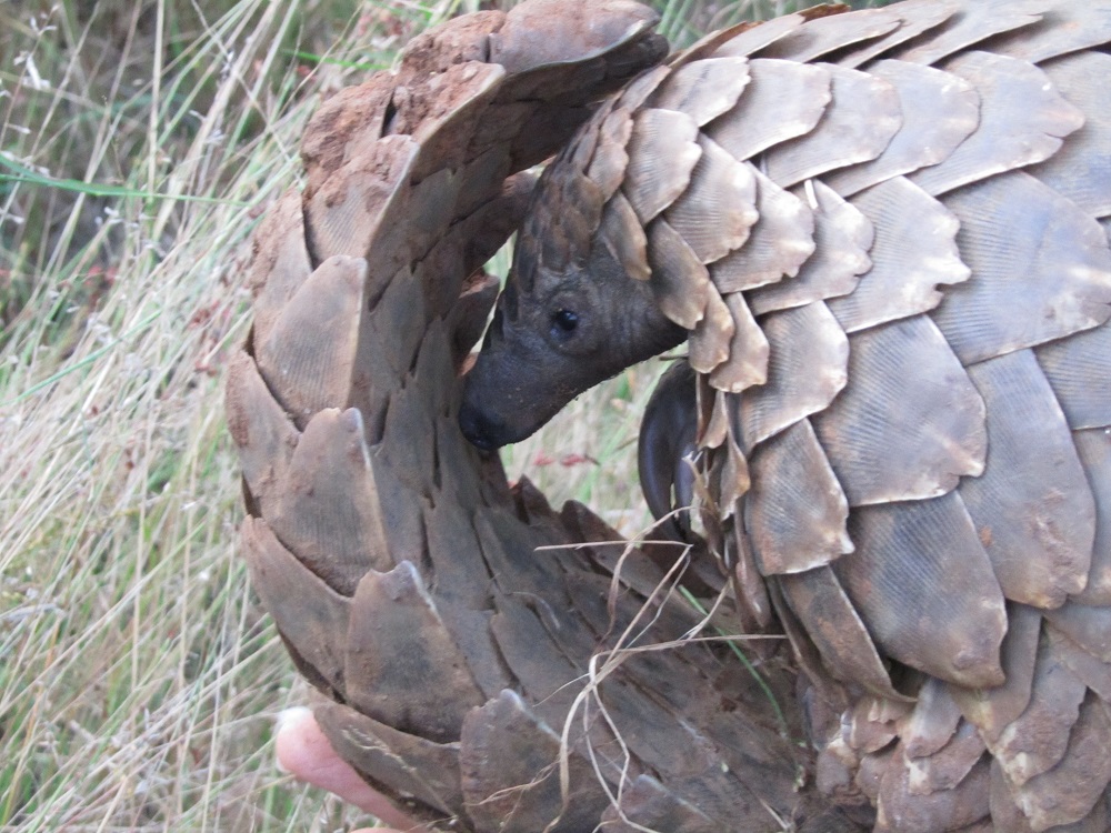 Temminck’s pangolin (Smutsia temminckii)