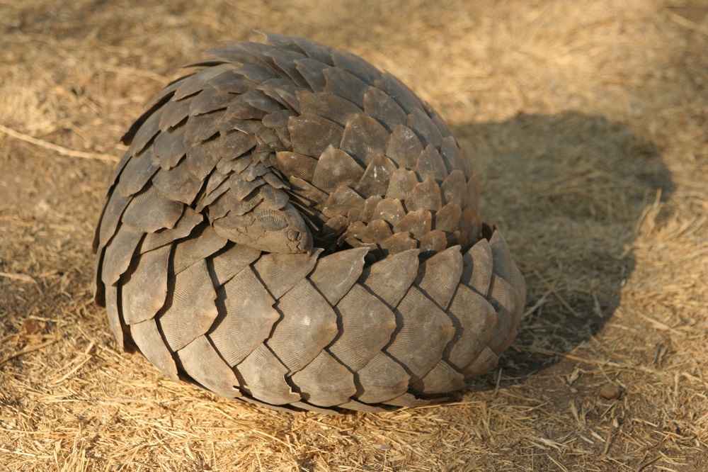 Temminck’s pangolin (Smutsia temminckii)