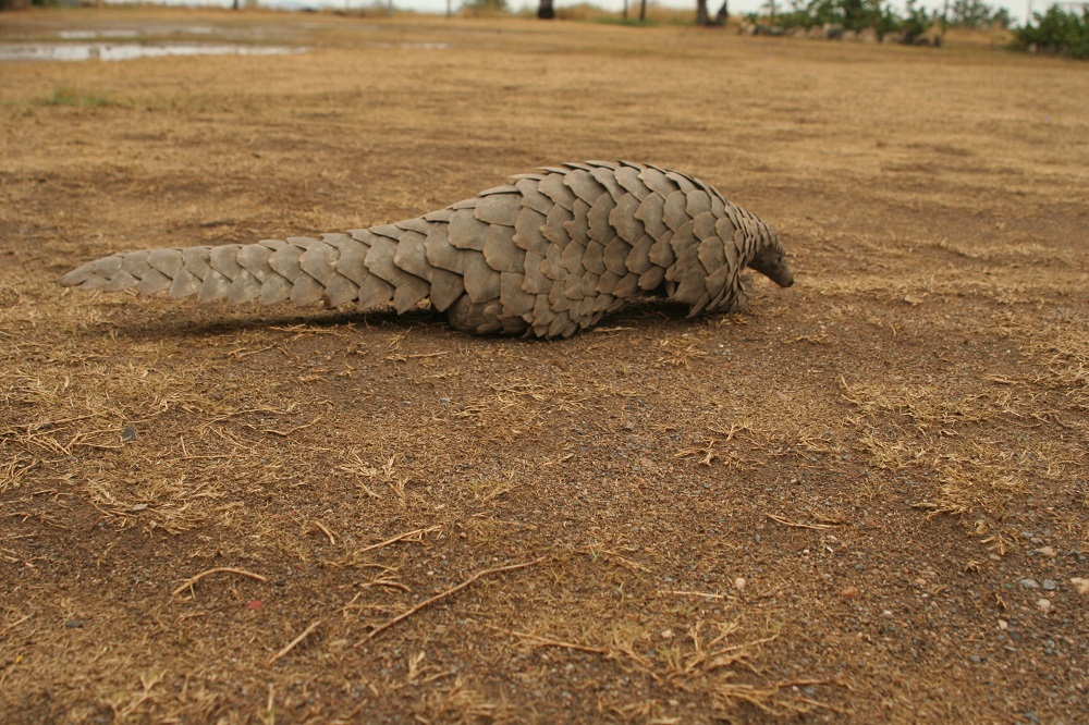 Temminck’s pangolin (Smutsia temminckii)