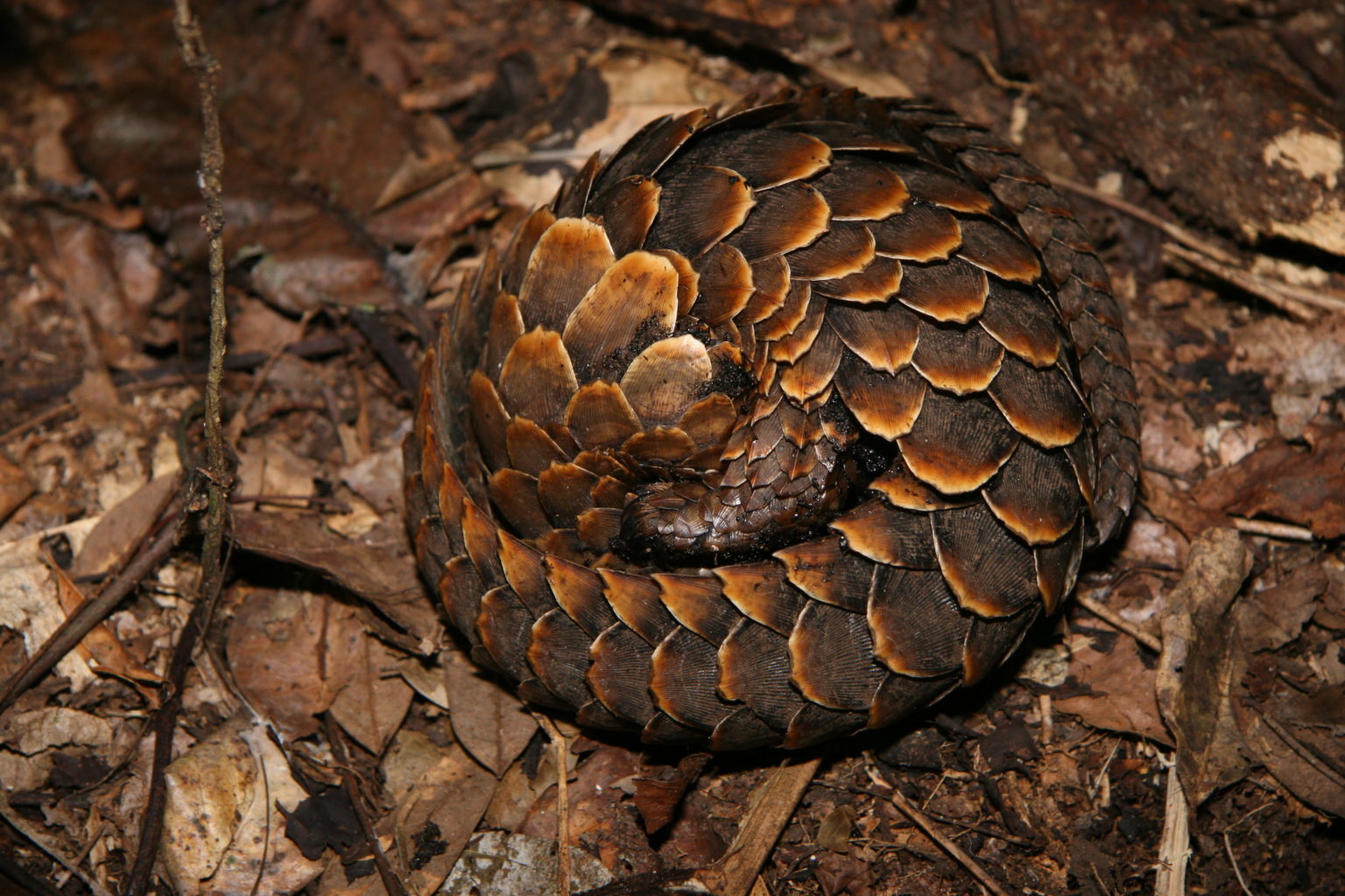 Black-bellied pangolin (Phataginus tetradactyla)