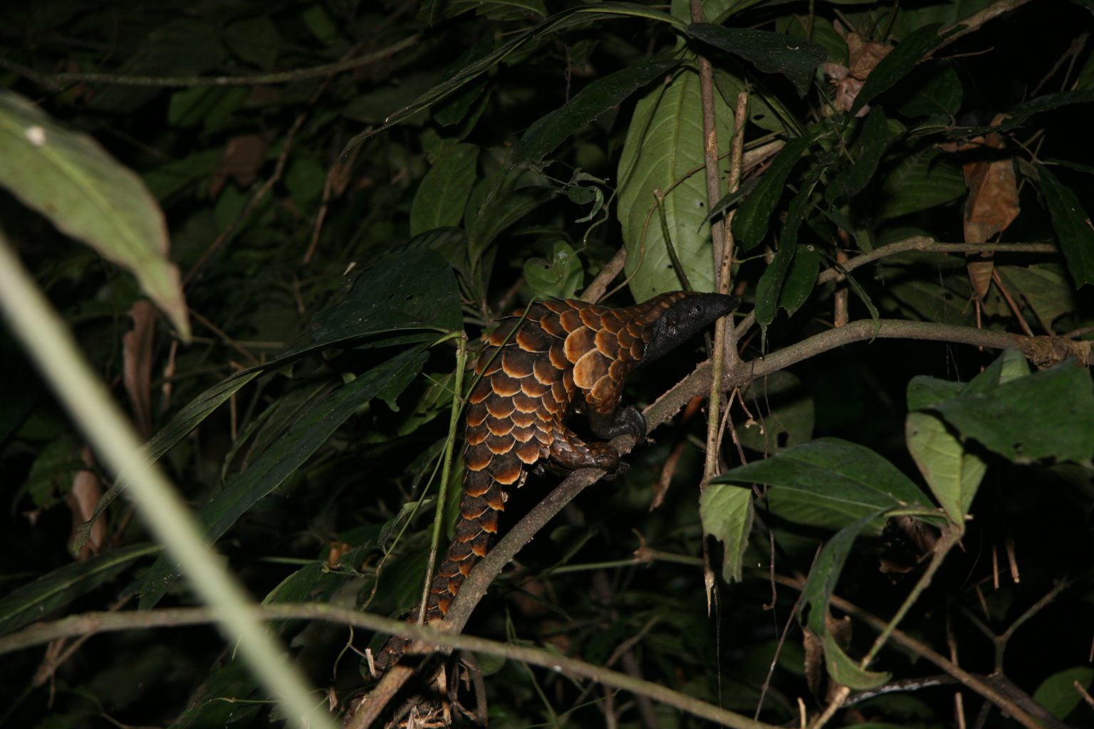 Black-bellied pangolin (Phataginus tetradactyla)