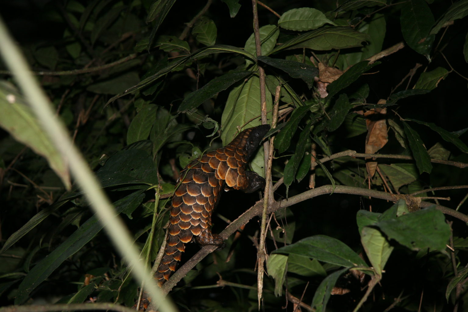 Black-bellied pangolin (Phataginus tetradactyla)