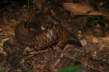 Black-bellied pangolin (Phataginus tetradactyla)