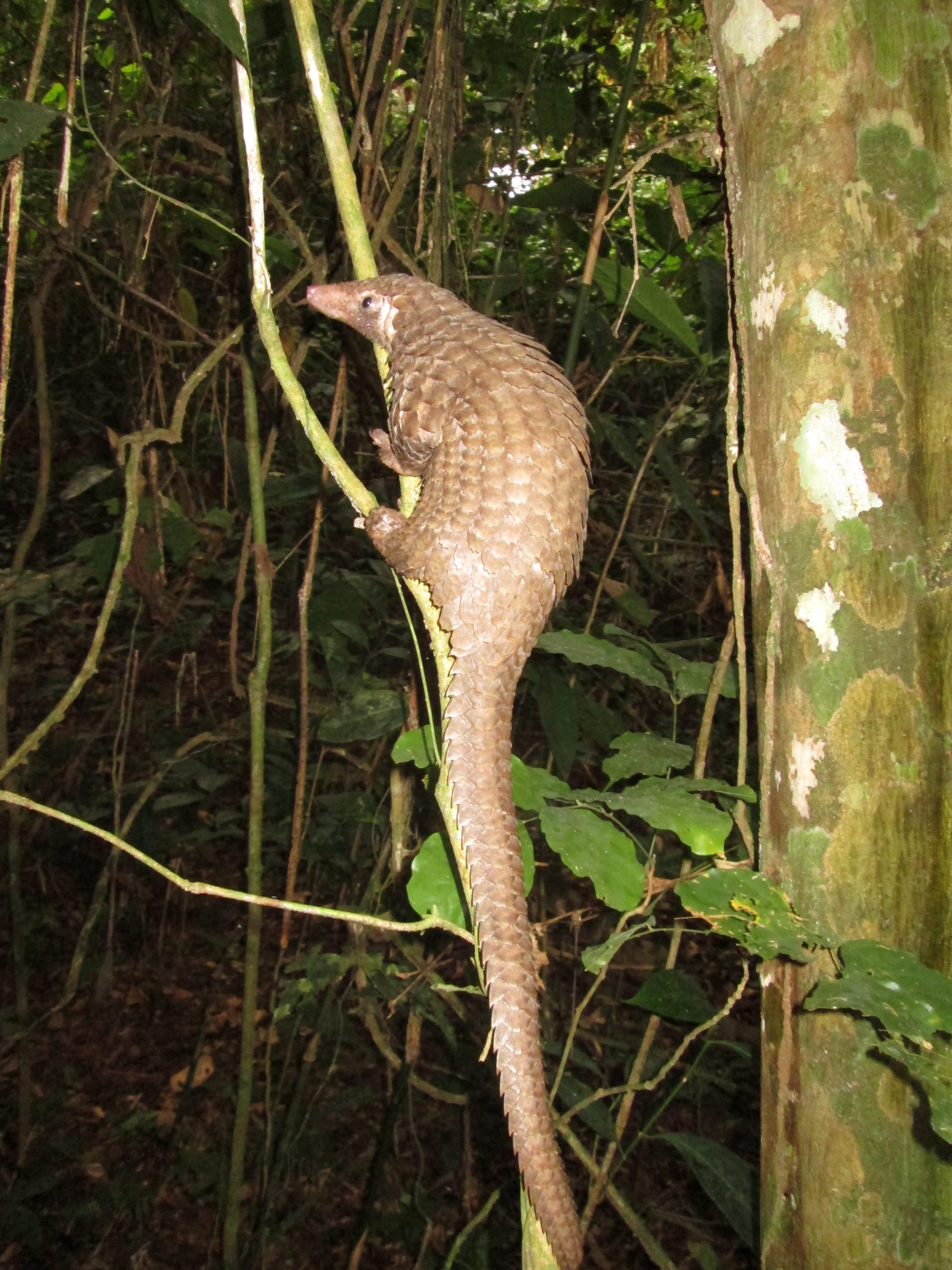 White-bellied pangolin (Phataginus tricuspis)