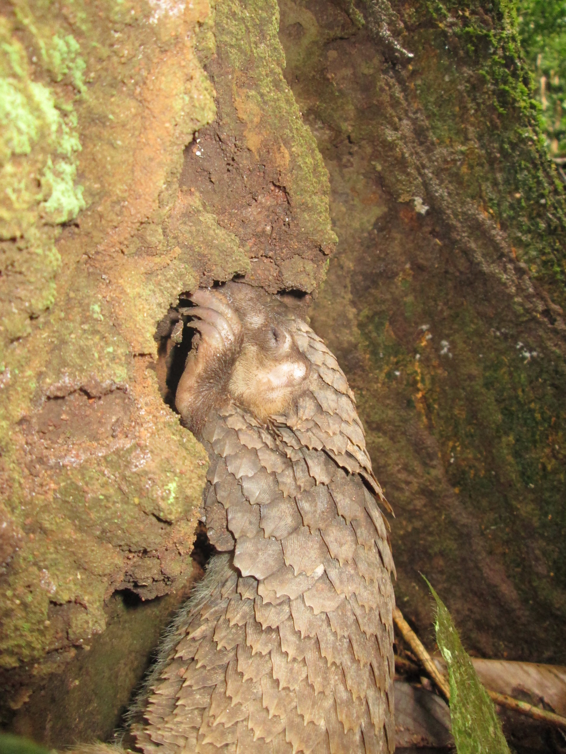 White-bellied pangolin (Phataginus tricuspis)