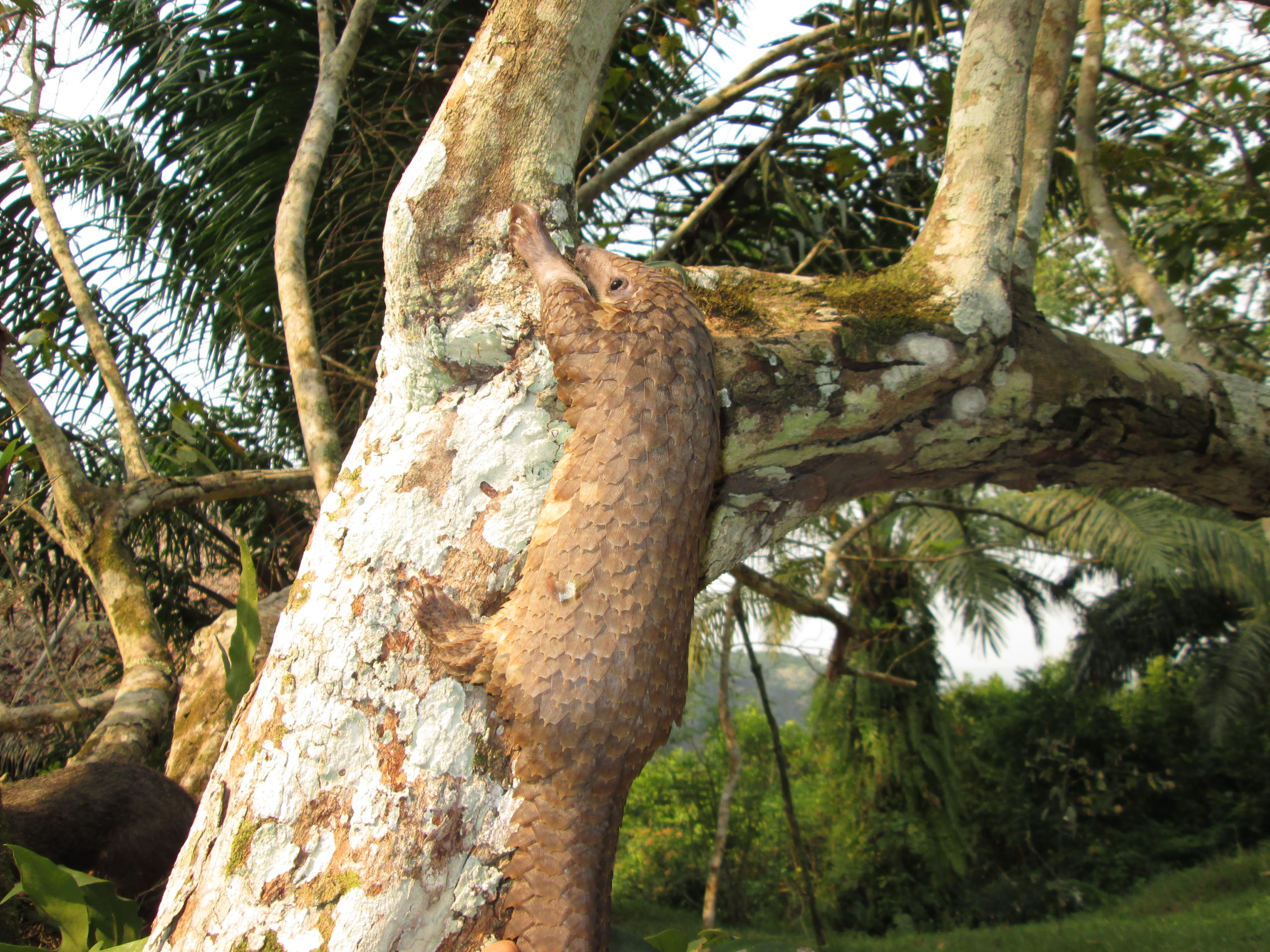 White-bellied pangolin (Phataginus tricuspis)