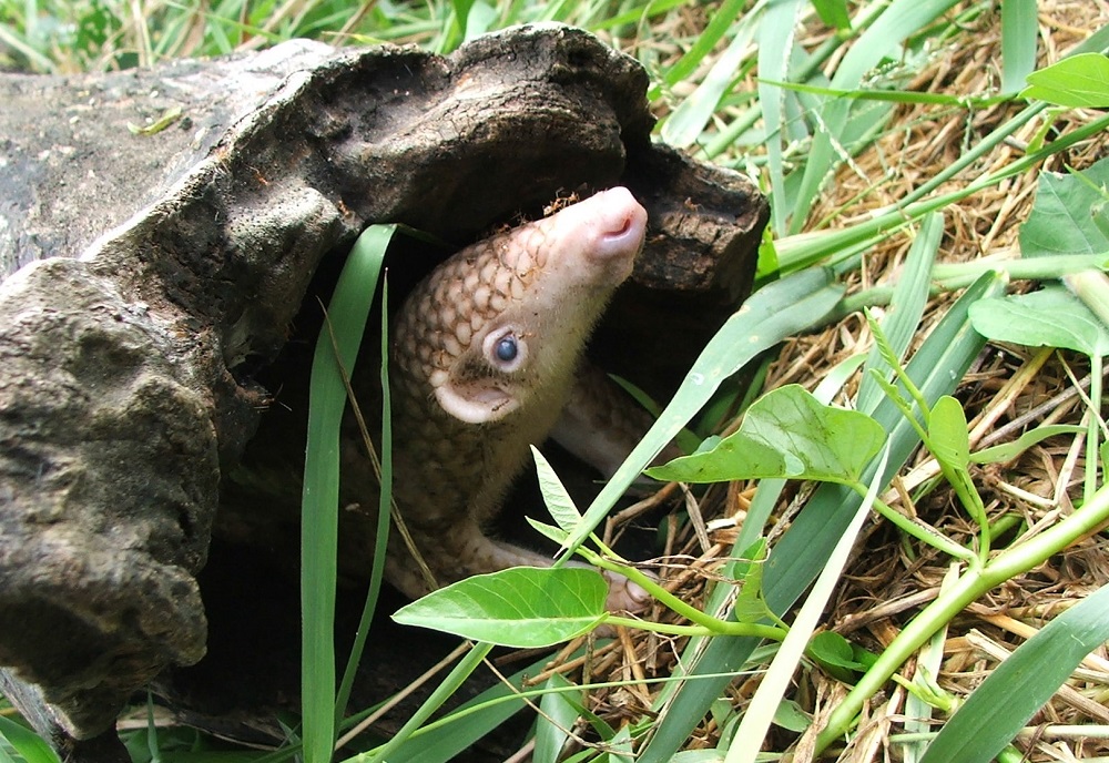 Philippine pangolin (Manis culionensis)