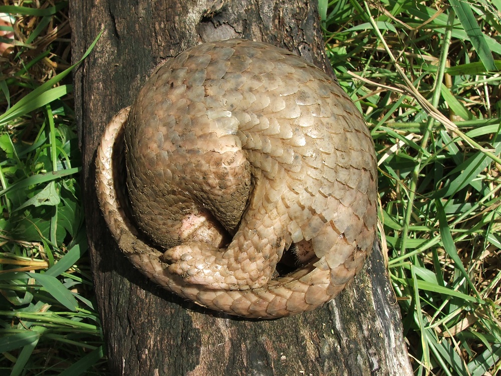 Philippine pangolin (Manis culionensis)