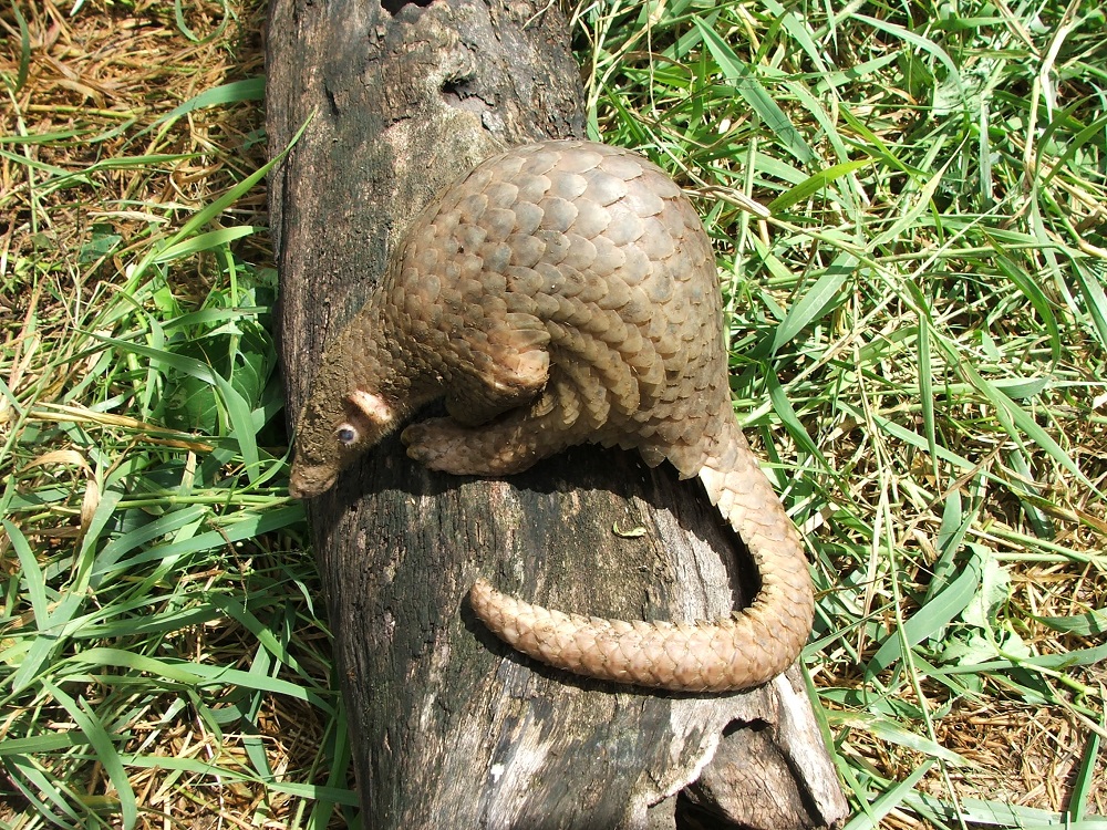 Philippine pangolin (Manis culionensis)