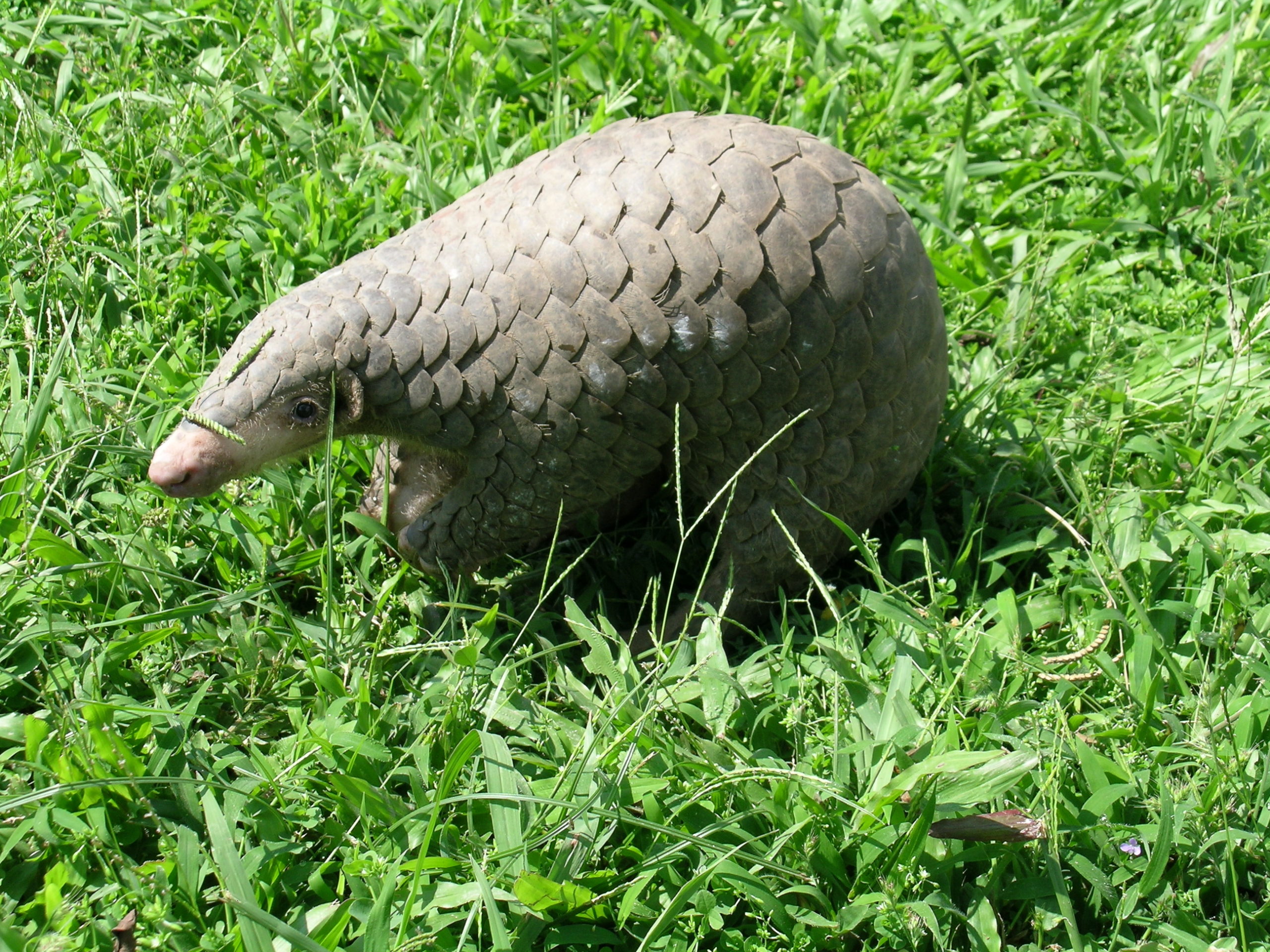 Chinese pangolin (Manis pentadactyla)