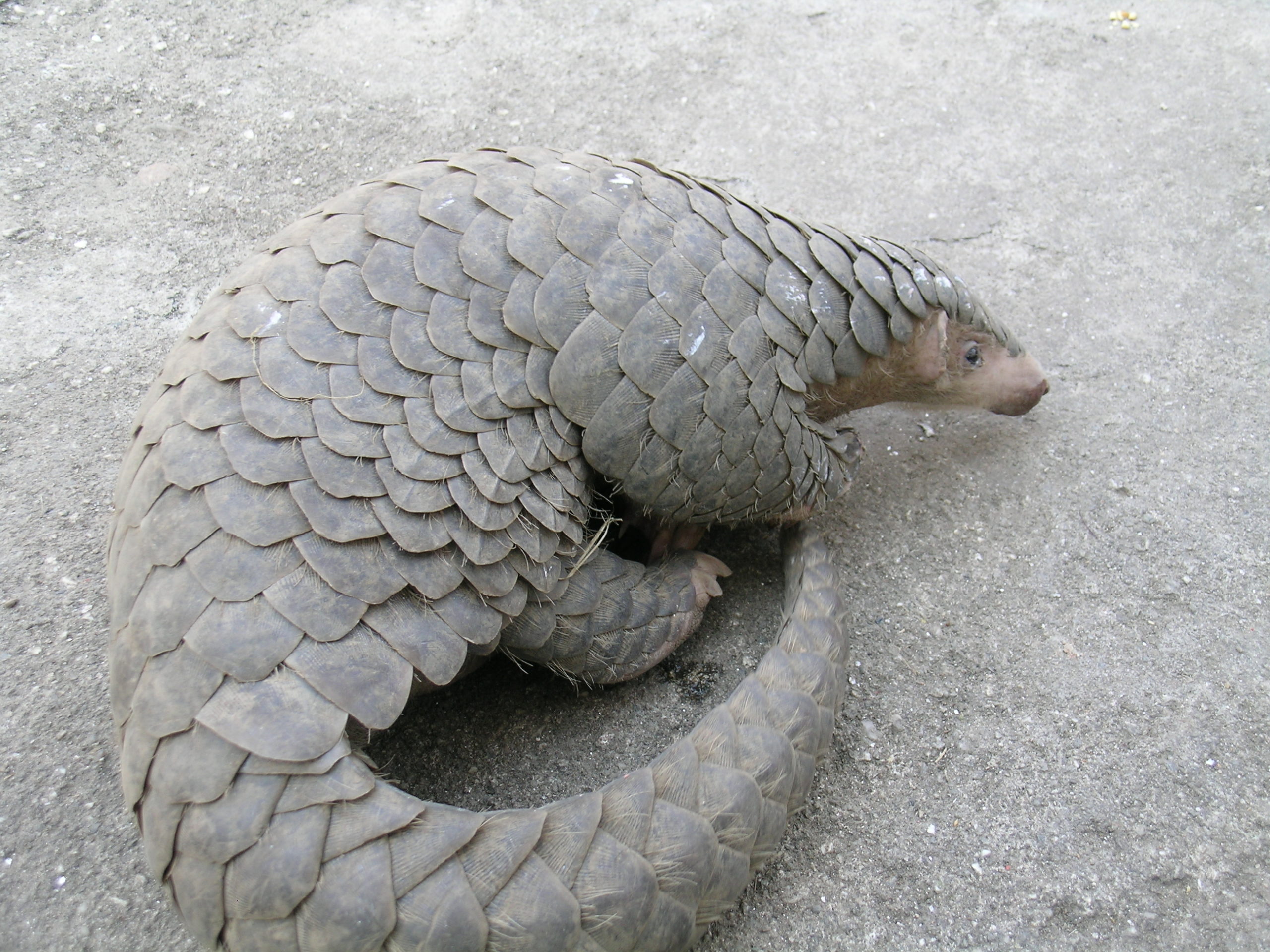 Chinese pangolin (Manis pentadactyla)