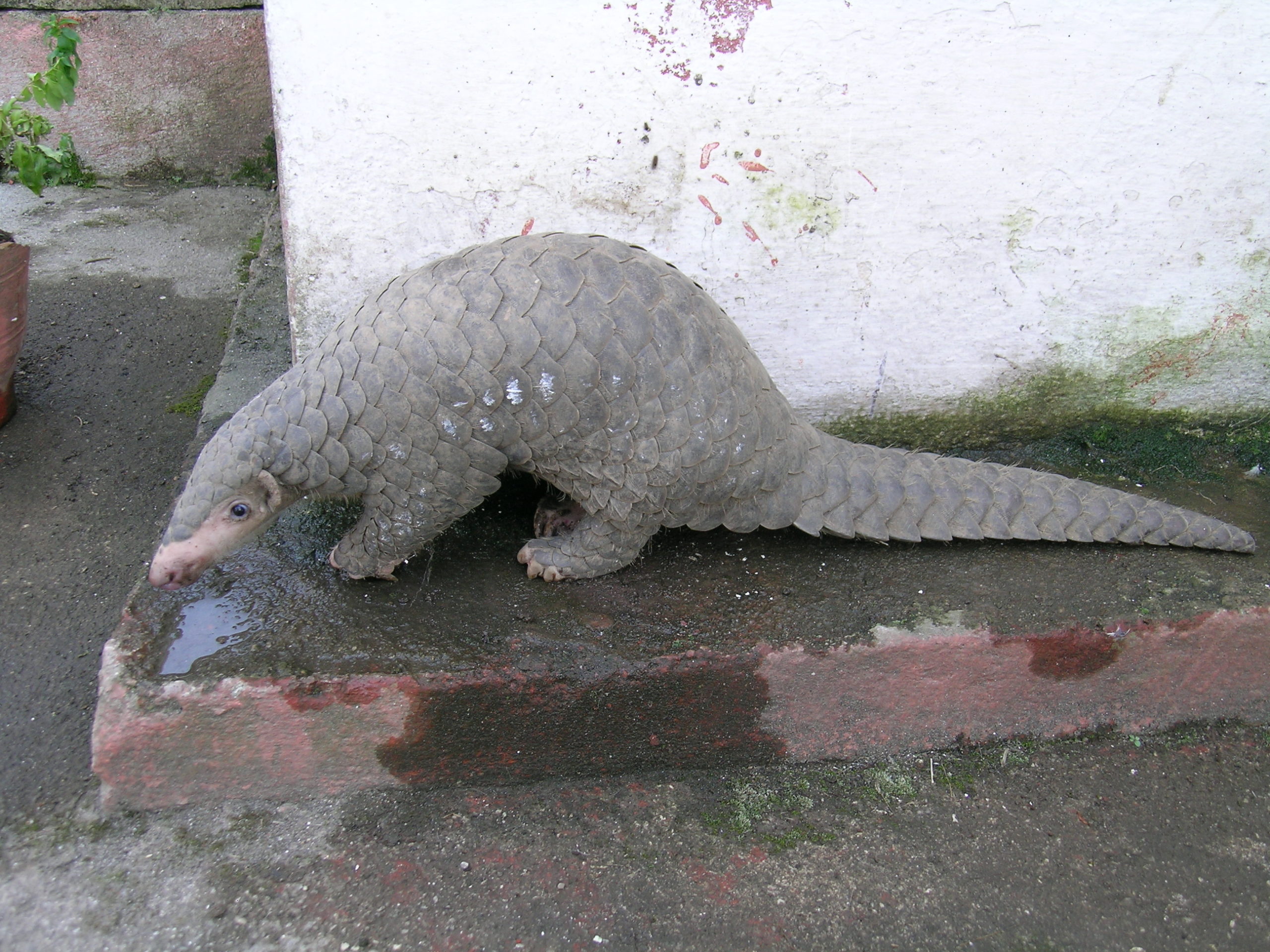 Chinese pangolin (Manis pentadactyla)