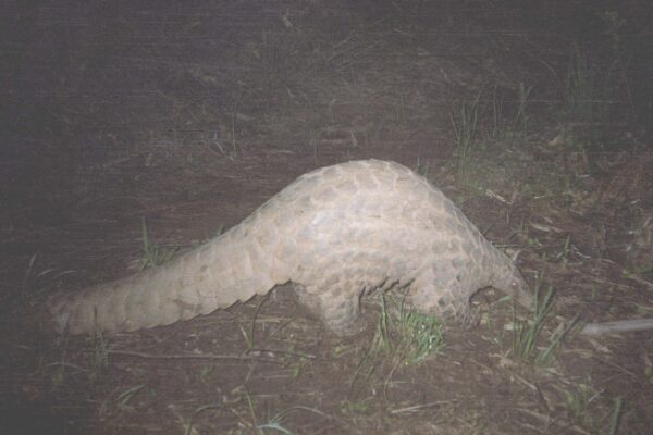 © Tanzania Carnivore Program/ZSL/WCS/TAWIRI