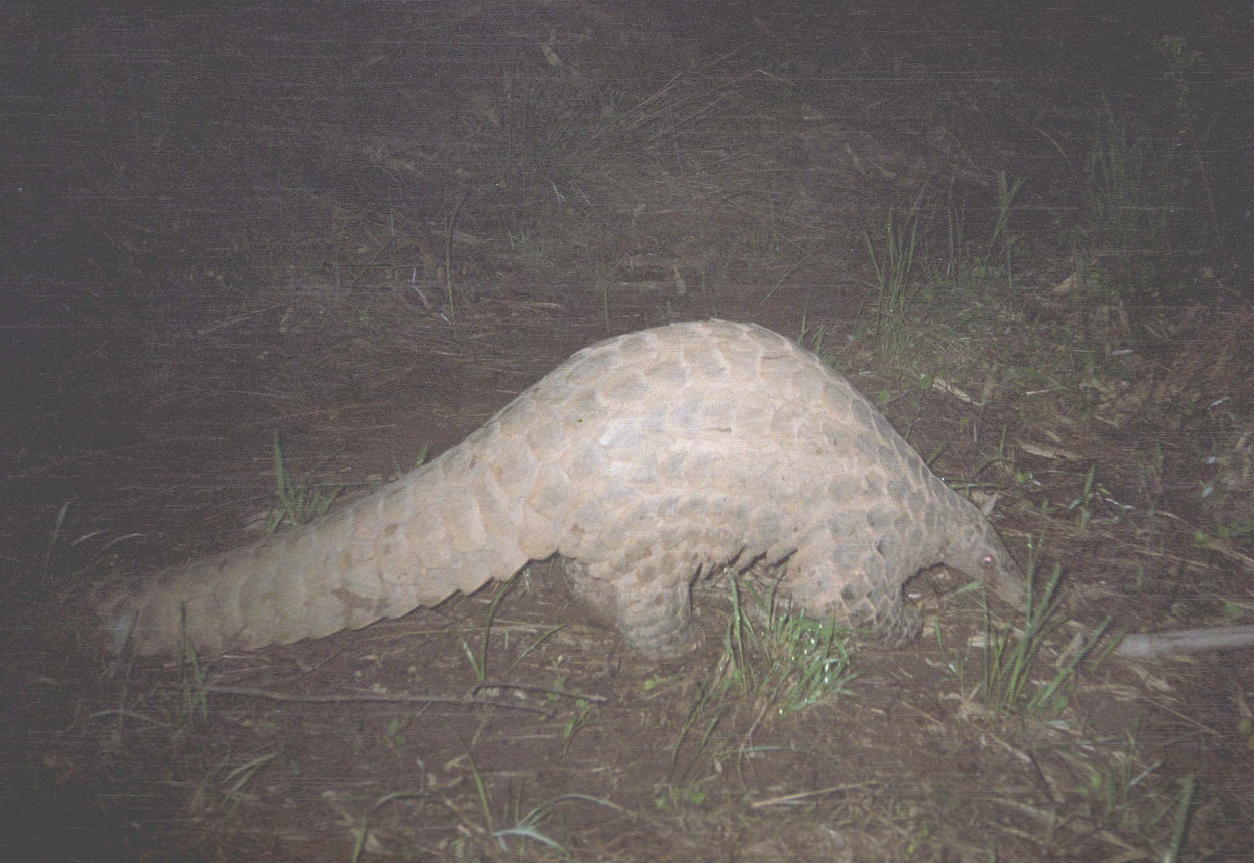 Giant pangolin (Smutsia gigantea)